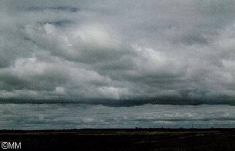 Imagen del género Stratocumulus